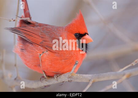 Cardinal rouge, Cardinalis cardinalis, homme, en hiver, perché avec plumage rouge toute gonflée Banque D'Images