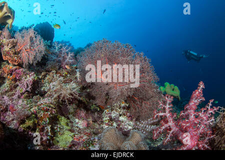 Les plongeurs d'explorer un récif de corail avec les coraux mous dans une variété de couleurs pastel. Spratley, Mer de Chine du Sud. Juillet, 2014 Banque D'Images