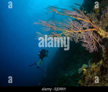 De plus en plus d'éventails de mer rose sur mur raide avec scuba diver en fond de l'eau bleu. Spratley, Mer de Chine du Sud Banque D'Images