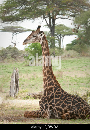Girafe Masai couché Banque D'Images