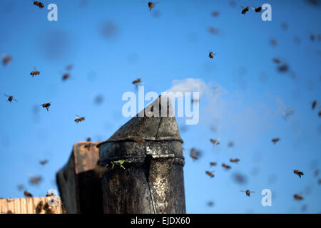 Un fumeur de l'abeille sur le dessus d'une ruche entourée d'un essaim d'abeilles dans le rucher de Puremiel apiculteurs dans Los Alcornocales Banque D'Images