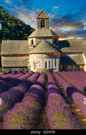 L'Abbaye cistercienne romane du xiie siècle de Notre-Dame de Sénanque, dans les champs de lavande en fleurs de la Provence. Banque D'Images