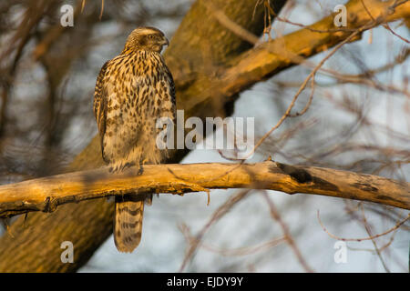 L'Autour des palombes juvénile perché sur une branche à la fin de la journée. Banque D'Images