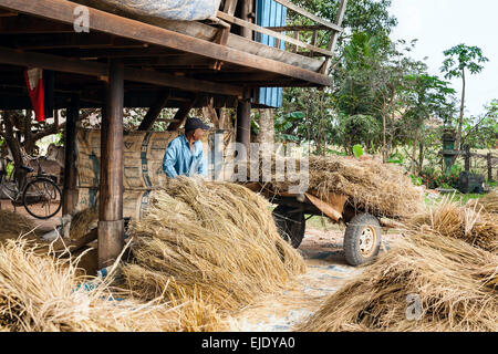 Temps de récolte au Cambodge, en Asie. Banque D'Images