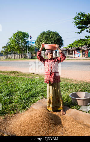 Temps de récolte au Cambodge, en Asie. La vieille femme le vannage du riz. Banque D'Images