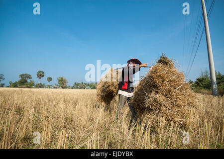 Temps de récolte au Cambodge, en Asie. Banque D'Images