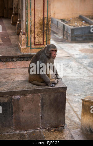 Galtaji hindou Hanuman Temple près de Jaipur, Rajasthan, Inde Banque D'Images