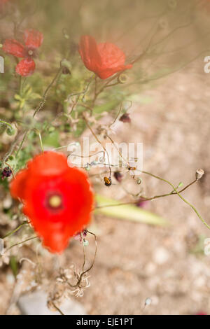 Fleur de pavot rouge vif Banque D'Images