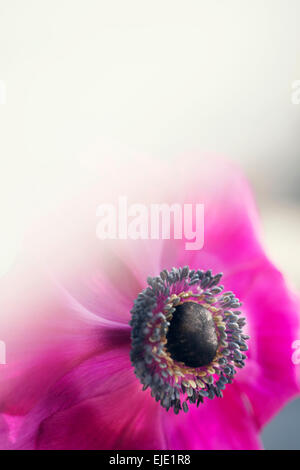 Pink Anemone fleur en plein soleil Banque D'Images