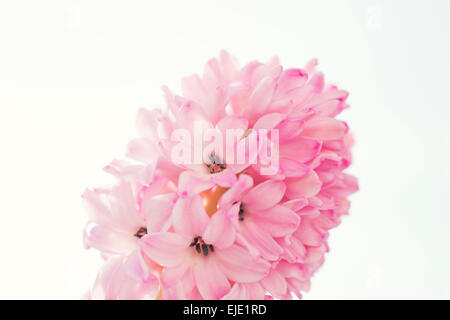 Fleur Jacinthe rose clair Banque D'Images