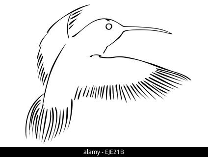 Hummingbird vecteur Illustration de Vecteur