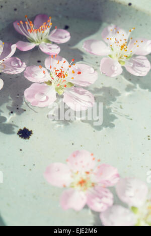 Pêchers en fleurs flottant sur l'eau Banque D'Images