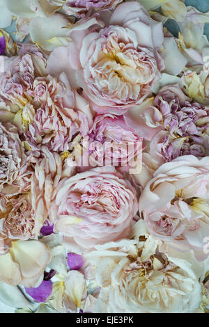 Fleurs pétales de rose pastel sec Banque D'Images