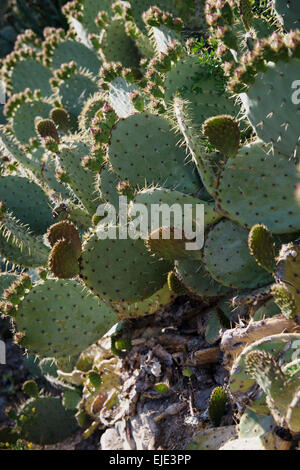 Prickly pear cactus opuntia Banque D'Images
