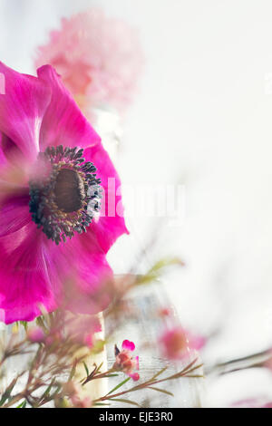 Anemone Geraldton plein soleil fleurs Jacinthe Cire Banque D'Images