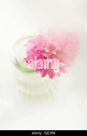 Fleur Jacinthe rose clair Banque D'Images