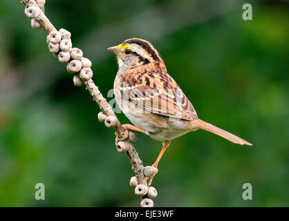 Un oiseau Ã gorge blanche - Zonotrichia albicollis, perché sur une branche, photographié sur un fond flou. Banque D'Images