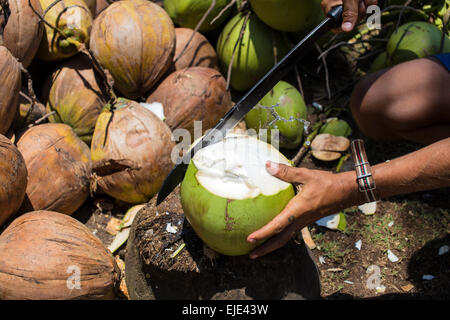 Vue d'un homme de l'ouverture de noix de coco. Banque D'Images