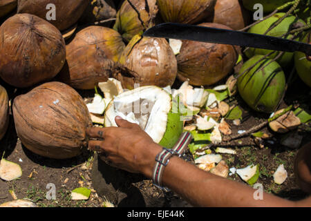 Vue d'un homme de l'ouverture de noix de coco. Banque D'Images