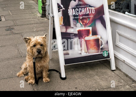 Un Cairn Terrier chien attaché à un a-board attend que son propriétaire en dehors d'une succursale de Starbucks au Edinburgh, Ecosse, Royaume-Uni. Banque D'Images