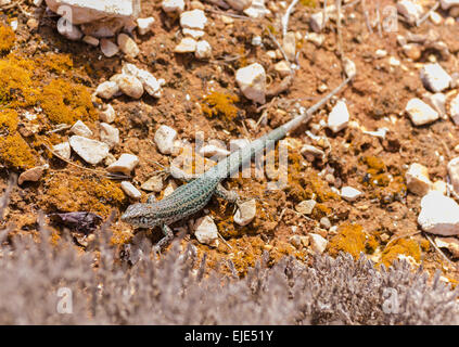 Ibiza lézard des murailles (Podarcis pityusensis), Formentera Baléares Espagne Banque D'Images