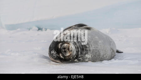 Phoque de Weddell (Leptonychotes weddellii) sur la surface gelée de la mer de Ross. Banque D'Images