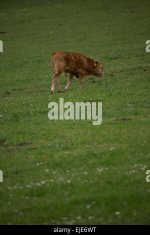 Un veau marron d'une vache au pâturage. Rhoen Montagnes, Allemagne Banque D'Images