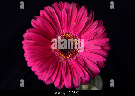 Gerbera rose fleur daisy sur fond sombre Banque D'Images