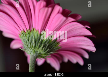 Face inférieure d'un Gerbera rose fleur daisy sur fond sombre Banque D'Images