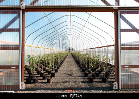 Des serres et des plantes d'extérieur l'agriculture industrielle. Banque D'Images