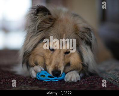 Un chien de berger Shetland (Sheltie) jouer avec un jouet à mâcher tout en portant sur un tapis Banque D'Images