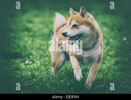 Vintage photo de Shiba Inu chien sur l'herbe Banque D'Images