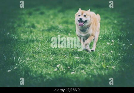 Vintage photo de Shiba Inu chien sur l'herbe Banque D'Images