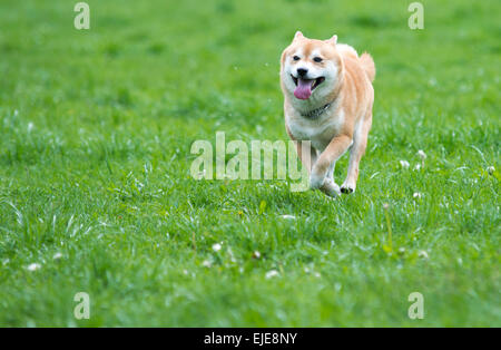 Shiba Inu chien sur l'herbe Banque D'Images