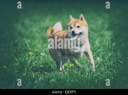 Vintage photo de Shiba Inu chien sur l'herbe Banque D'Images