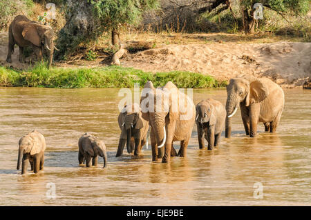 Un troupeau d'éléphants traversant le fleuve Ewaso N'giro à Samburu, Kenya. Banque D'Images