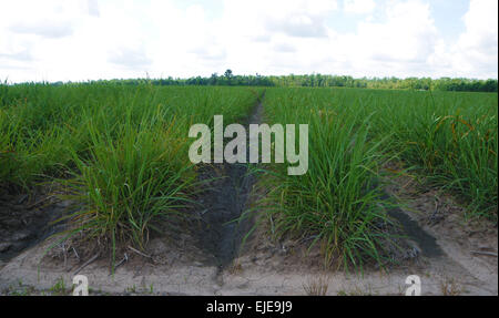 Les jeunes plants de canne à sucre dans les champs à proximité de Houma, en Louisiane, USA. Comprend des gros-plans de feuilles vertes contre ciel bleu. Banque D'Images