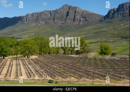 Vignoble, Tulbagh, Afrique du Sud Banque D'Images