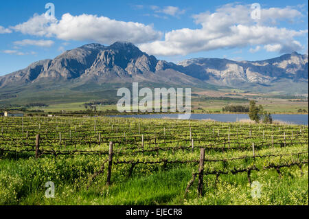 Vignoble près de Ceres, Afrique du Sud Banque D'Images