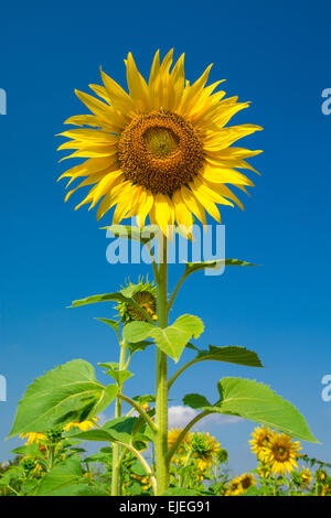 Fleurs de tournesol avec ciel bleu Banque D'Images