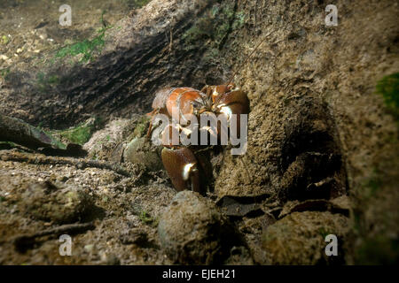 L'écrevisse signal (Pacifastacus leniusculus) dans un champ de moules, de la rivière Traun, Styrie, Autriche Banque D'Images