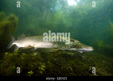 Le grand brochet (Esox lucius), Echinger Weiher, Bavière, Allemagne Banque D'Images