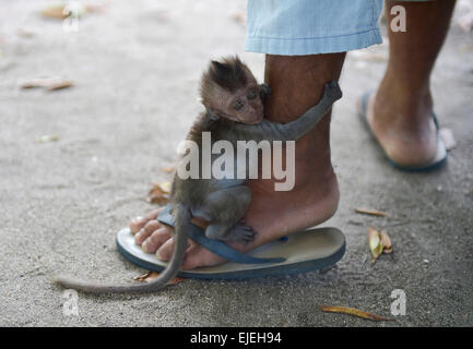 Les jeunes du nord de pig-tailed macaque (Macaca leonina) s'accroche à une jambe, Lamai, Koh Samui, Thaïlande Banque D'Images