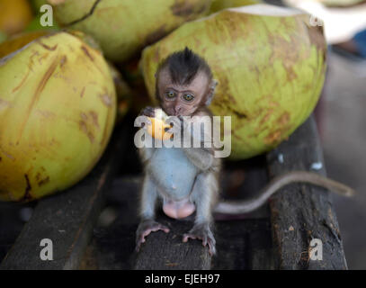 Les jeunes du nord de pig-tailed macaque (Macaca leonina) de manger un fruit, Lamai, Koh Samui, Thaïlande Banque D'Images