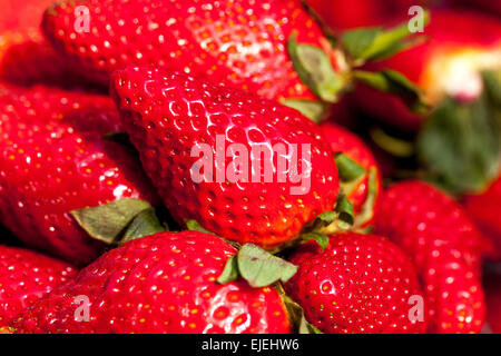 Les fraises rapprochent les fruits aux fraises Banque D'Images