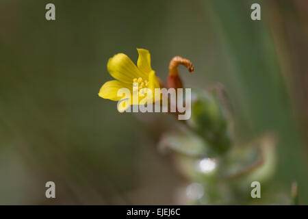 Marsh St Johns Millepertuis Hypericum humifusum ; Fleur ; Cornwall, UK Banque D'Images