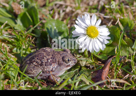 Belle grenouille Crapaud commun ail (Pelobates fuscus) toad sur herbe et fleurs de printemps Banque D'Images