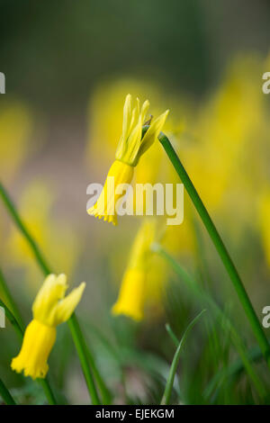 Narcissus cyclamineus. Cyclamen fleur jonquille Banque D'Images