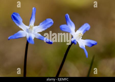 Gloire de la neige, Scilla luciliae, Chionodoxa luciliae, début du printemps des fleurs Banque D'Images