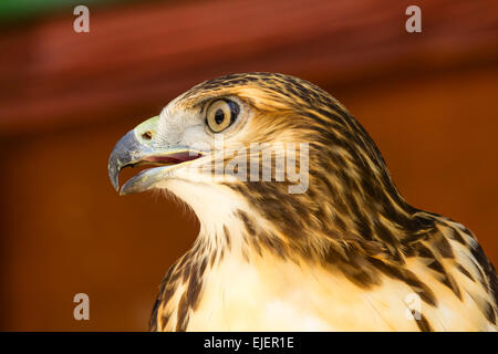 Libre d'un aigle de Bonelli posant avec un accent peu profondes. Vue de côté Banque D'Images